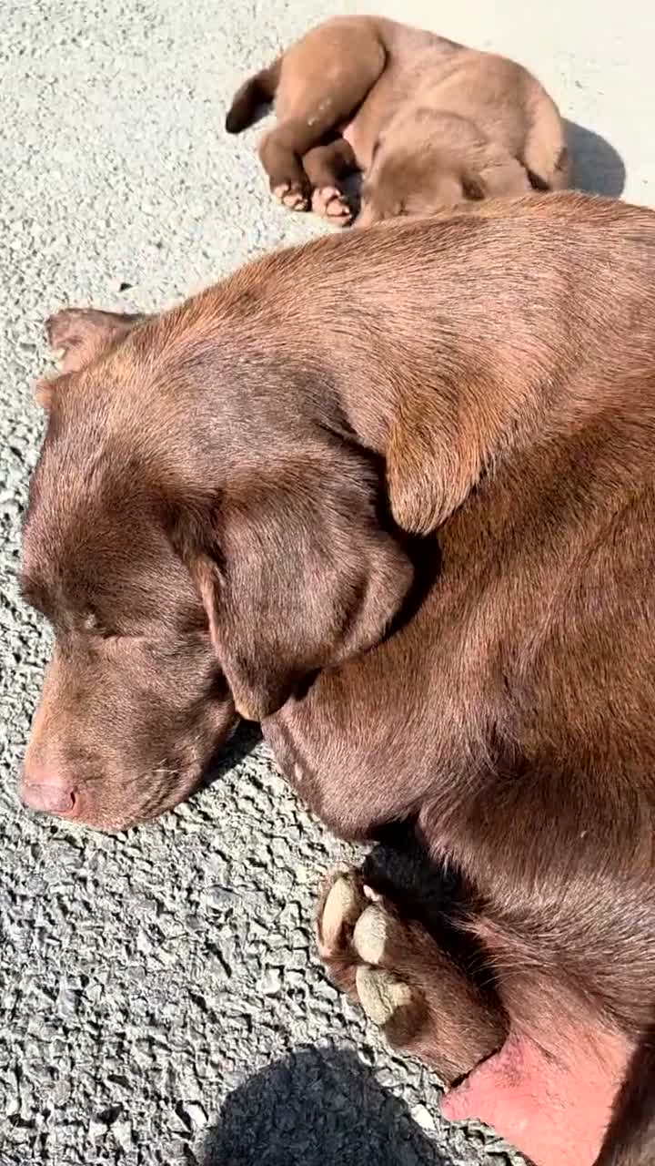 Labrador Retriever dogs for sale: 3 gorgeous labs - Video 1