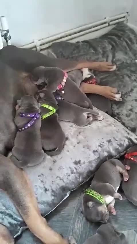 Staffordshire Bull Terrier dogs for sale: Blue tri Staffordshire bull terrier pups for sale  - Video 1