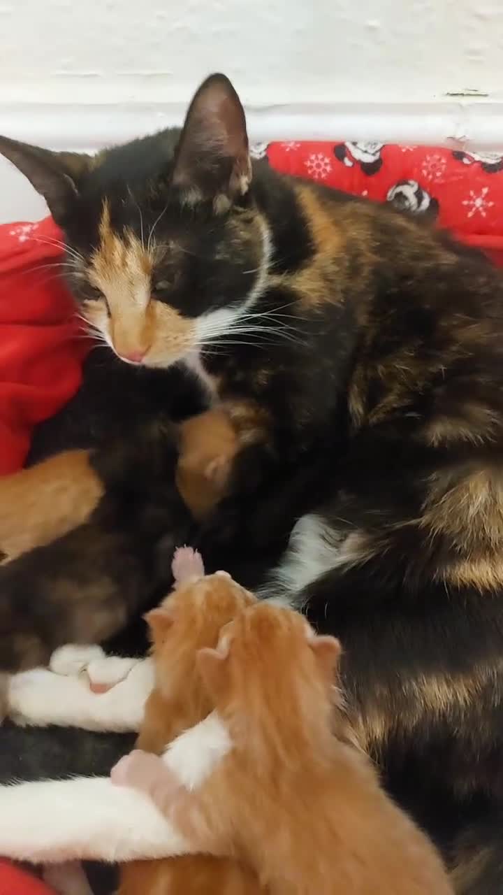 British Shorthair cats for sale: 4 kittens  for sale - Video 5