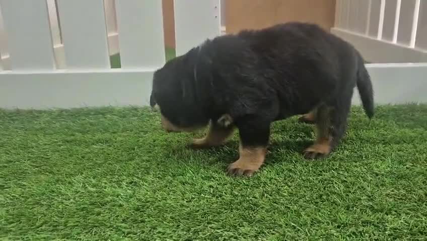 Rottweiler dogs for sale: Adorable, Confident, Chunky KC Rottie Pups  - Video 4