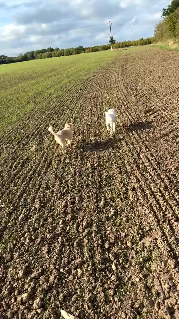 Mixed Breed dogs for sale: Meet Teddy!  - Video 2