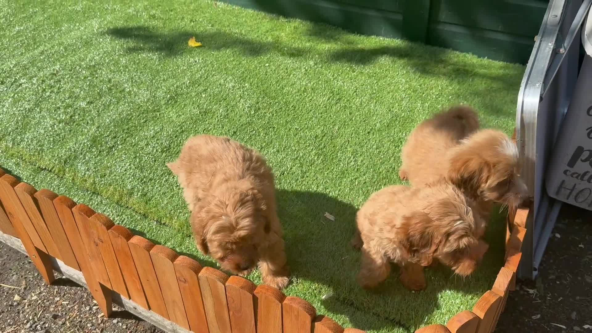 Cockapoo dogs for sale: Gorgeous Toy Cockapoo pups - Video 2