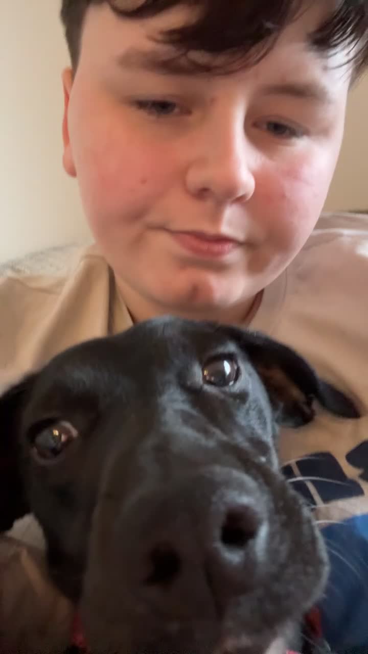 Springador dogs for sale: Bella the Springador  in Chester - Video 1