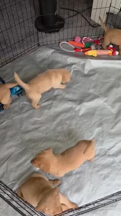 Goldador dogs for sale: Labrador x Golden Retrievers  - Video 1