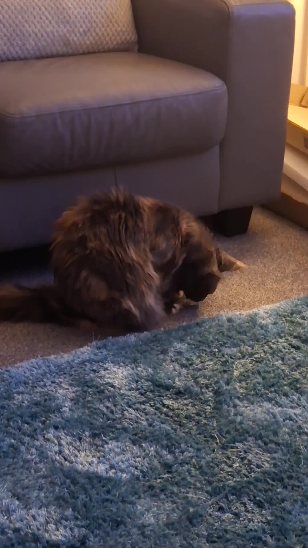 Maine Coon cats for sale: Female Maine Coon - Video 1