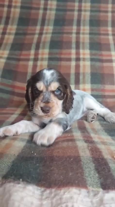 Cocker Spaniel dogs for sale: Beautiful hereditary clear show cocker spanial - Video 1