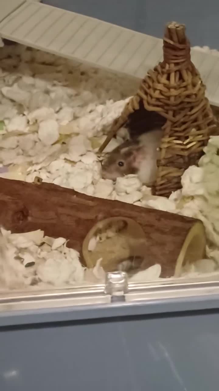 Mouse rodents for sale: Two Lovely Male Mice Looking for a New Home - Video 2