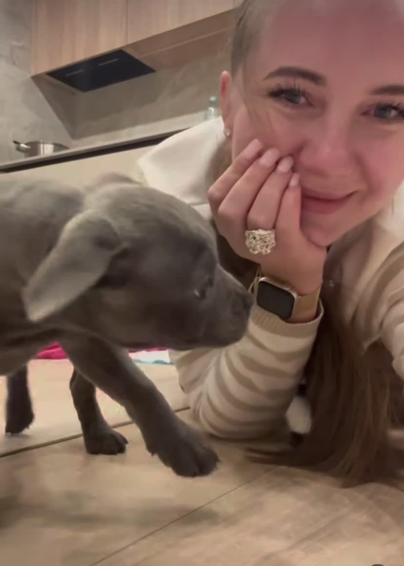 Staffordshire Bull Terrier dogs for sale: Outstanding  %100 Health Tested Staffy Puppies - Video 1