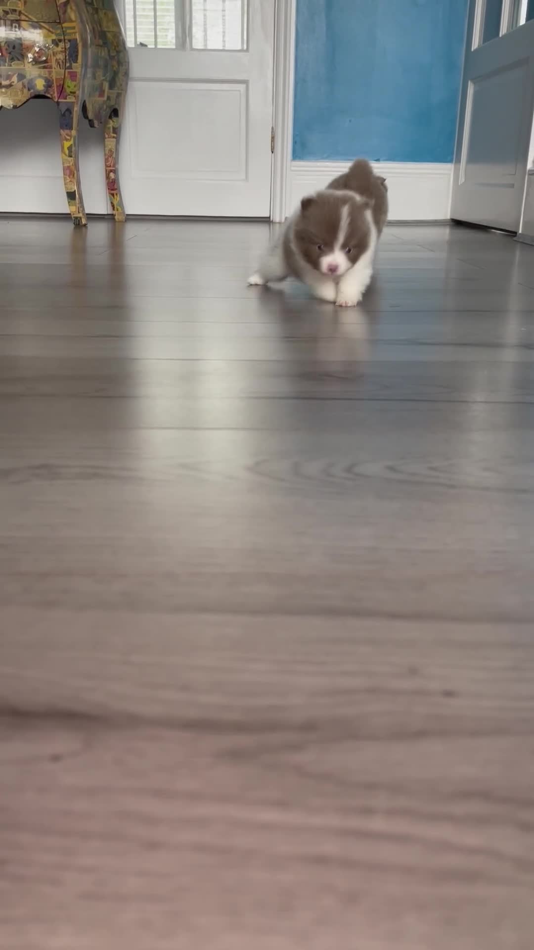 Pomeranian dogs for sale: 💜 LILAC PARTI POMERANIANS 💜 - Video 1