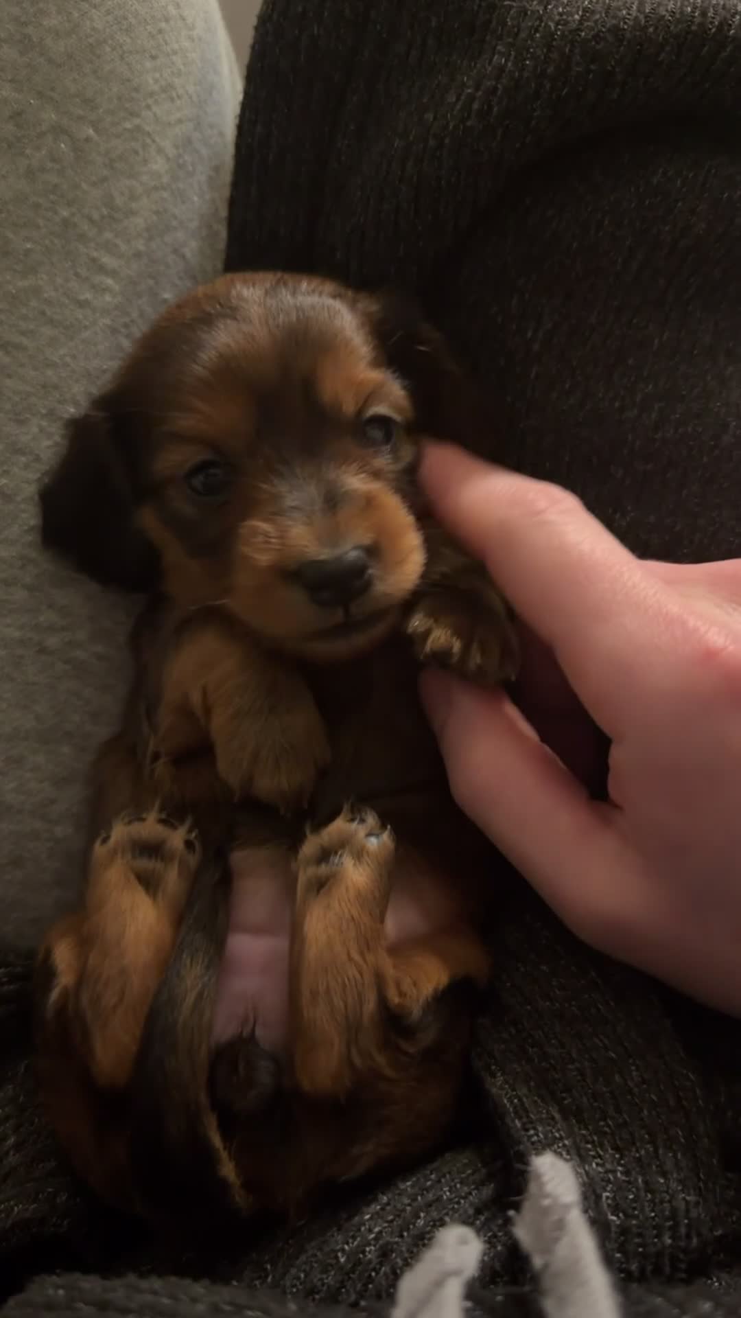 Miniature Dachshund dogs for sale: Miniature Dachshund Puppies  - Video 1
