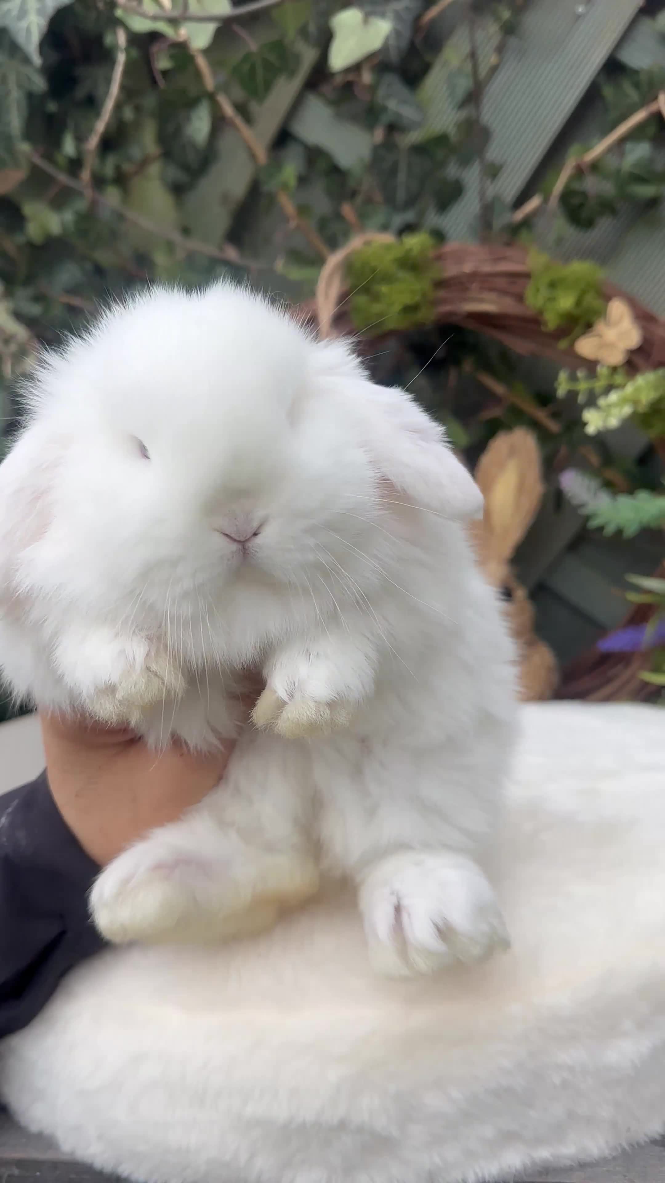 Mini Lop rabbits for sale: Beautiful Baby Mini Lops - Video 1