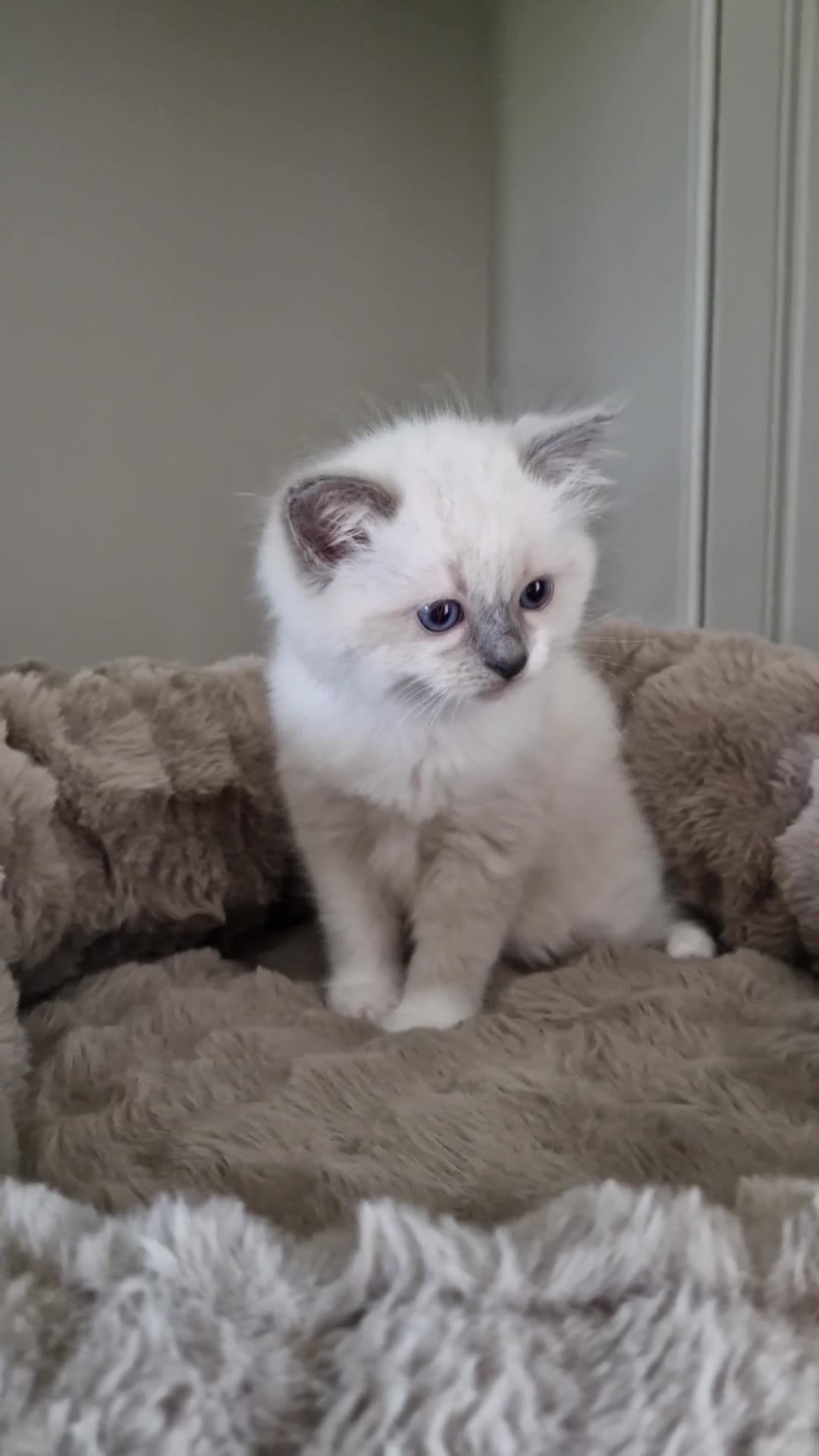 Ragdoll cats for sale: 💗 One BLUE - MITTED Female left - Pure Ragdoll - Video 1