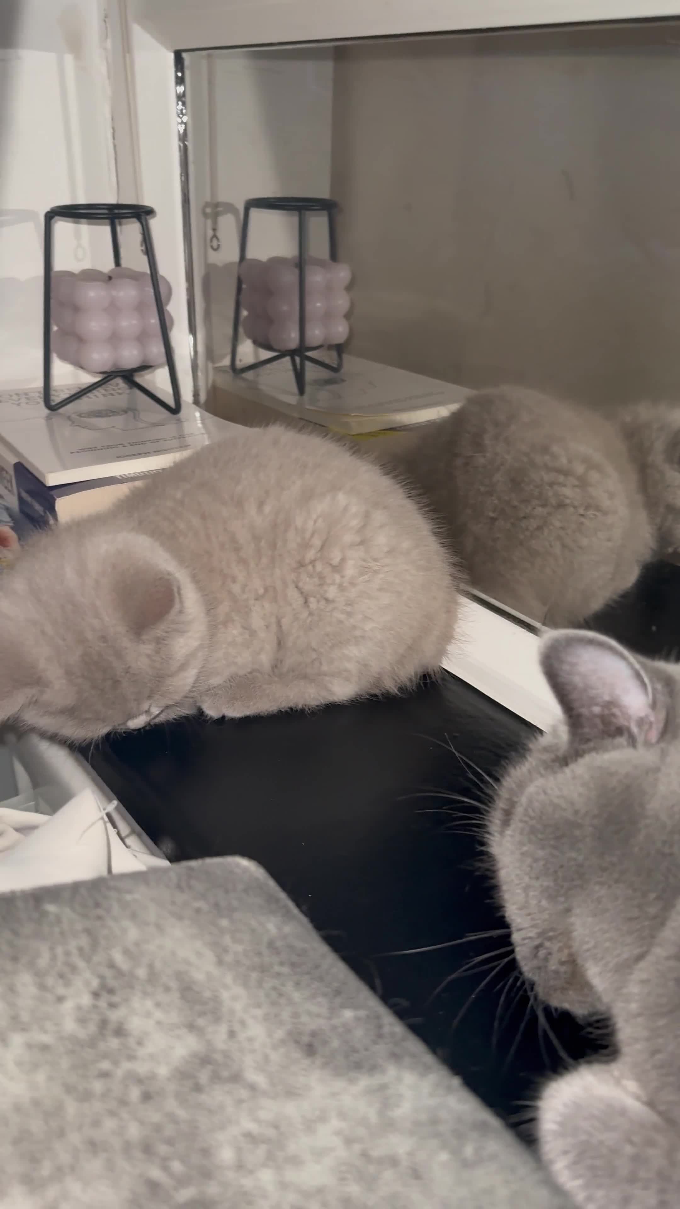 British Shorthair cats for sale: no deposit! VERY CUDDLY/LAP 100% Pure CHAMPIONS - Video 2
