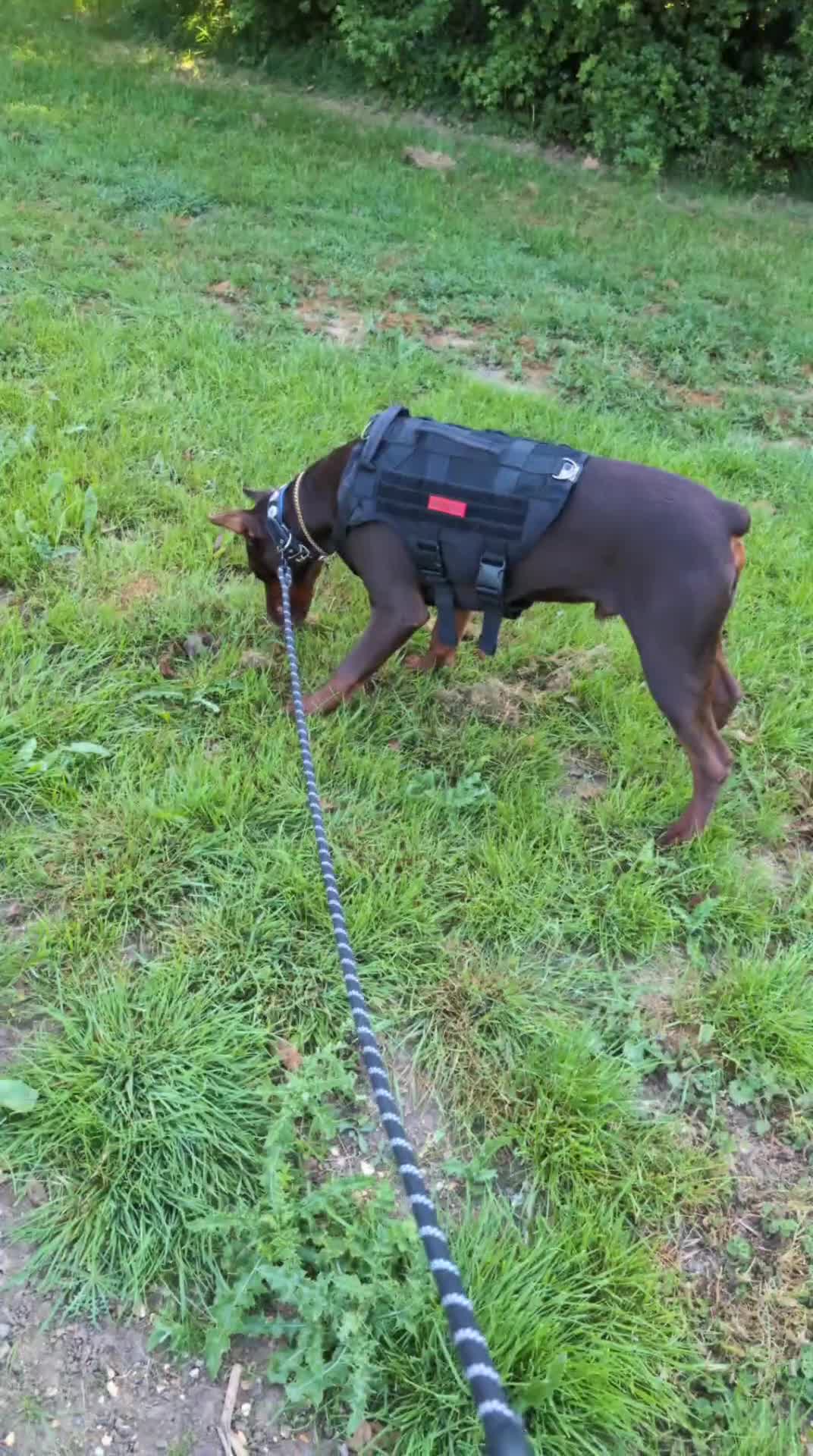 Dobermann dogs for sale: Beloved doberman 13m old puppy for sale in London - Video 2