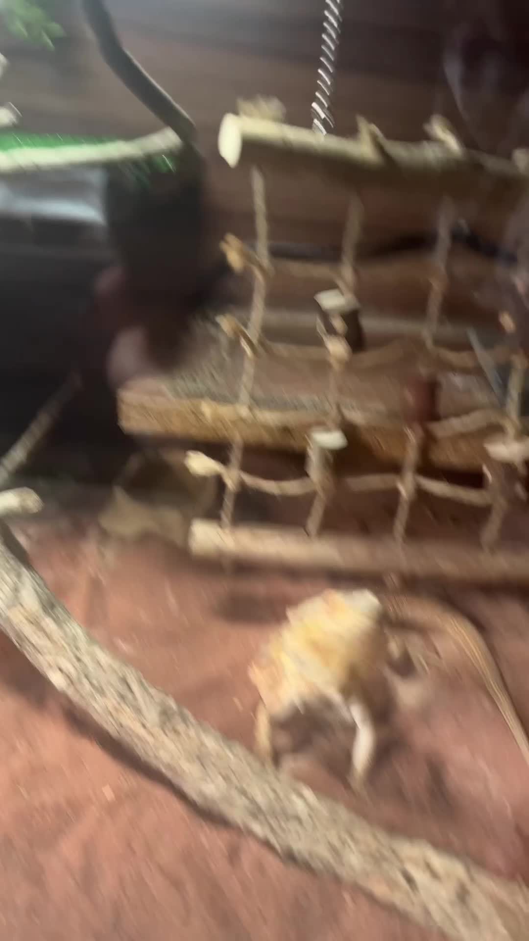 Bearded Dragon reptiles for sale: Bearded dragon and enclosure  in Manchester - Video 1