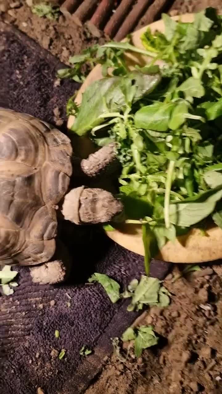 Tortoise reptiles for sale: Horsfield tortoise  - Video 1