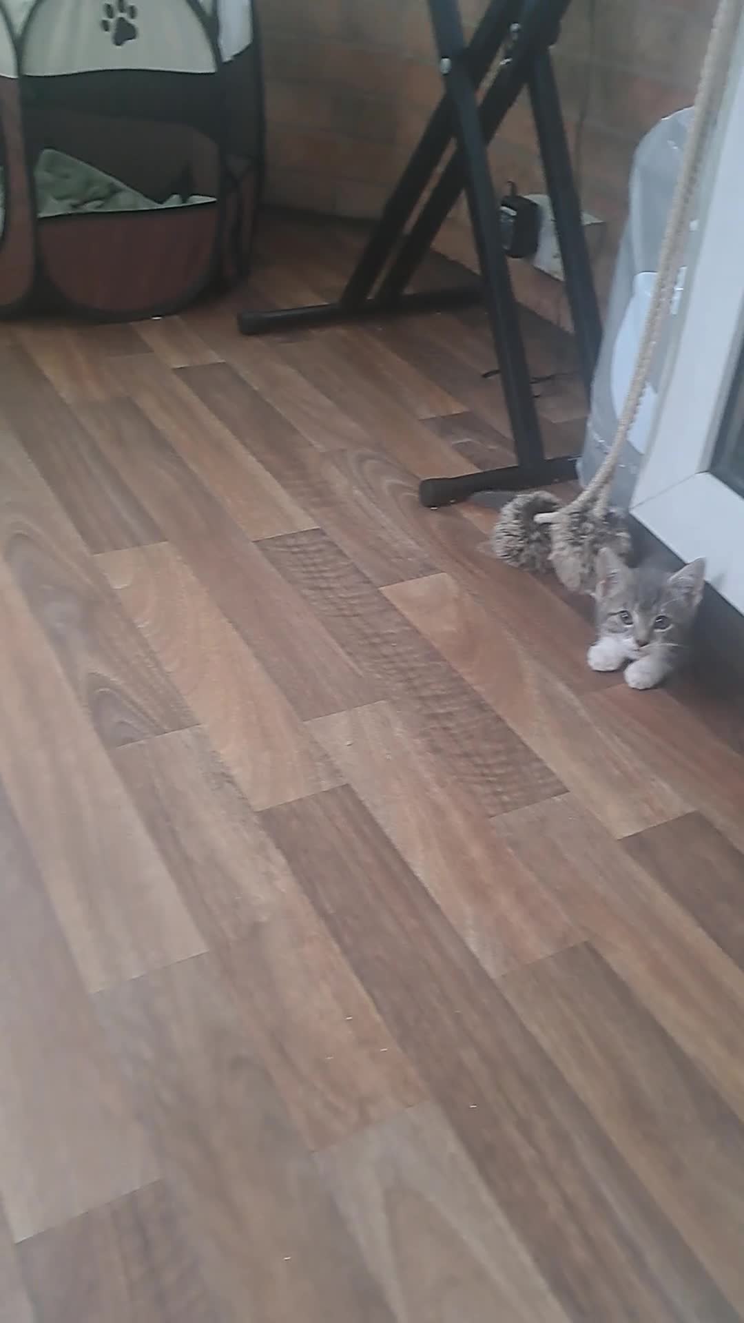 Mixed Breed cats for sale: Kittens looking for forever home  - Video 2