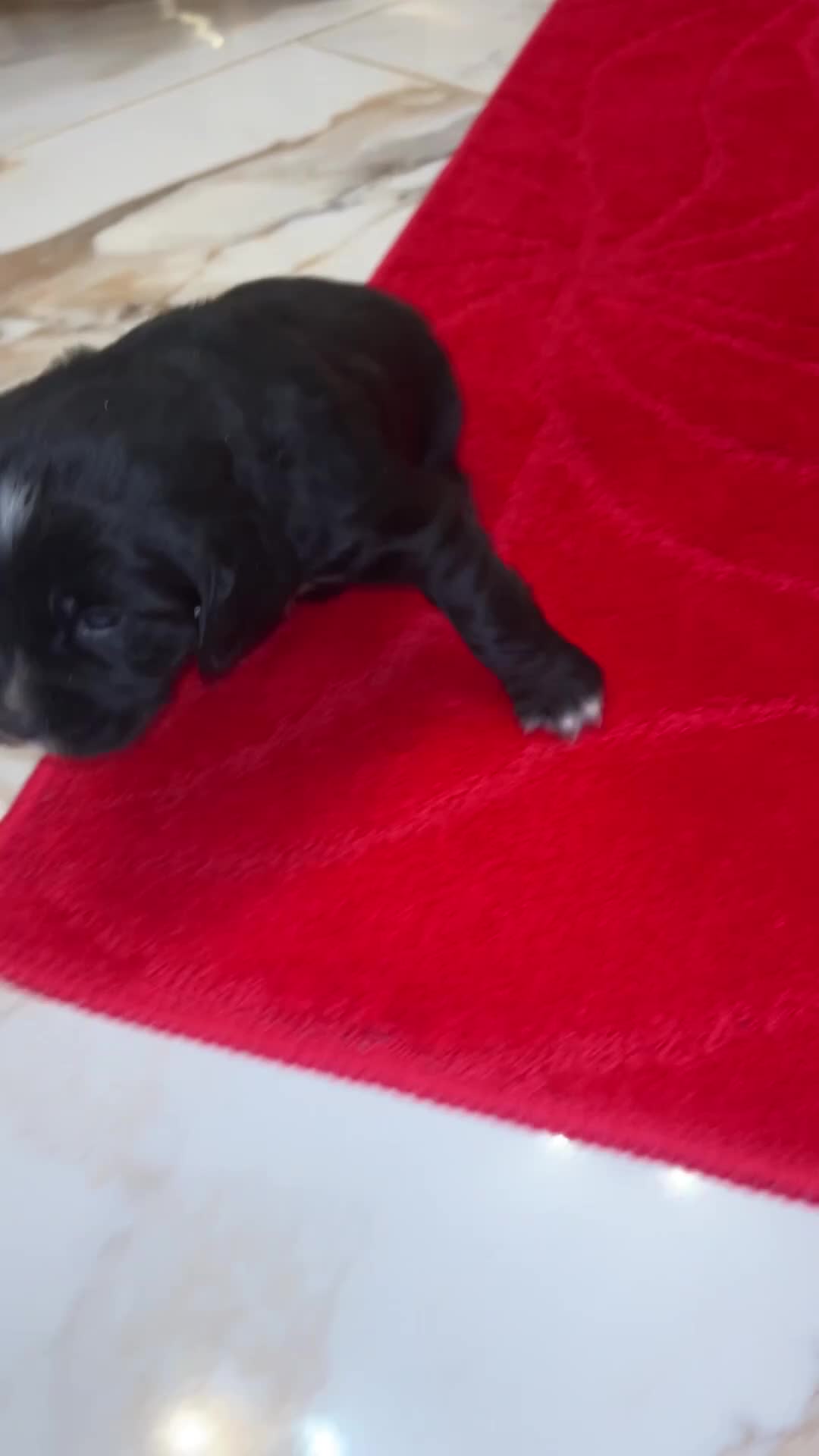 Cocker Spaniel dogs for sale: K C registered Cocker spaniel puppies  - Video 1