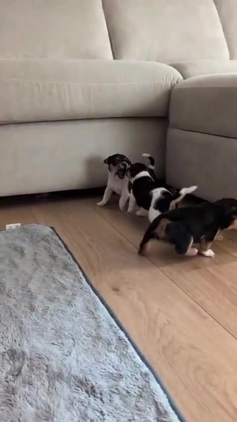 Jack Russell dogs for sale: Beautiful little Jack Girls  - Video 2