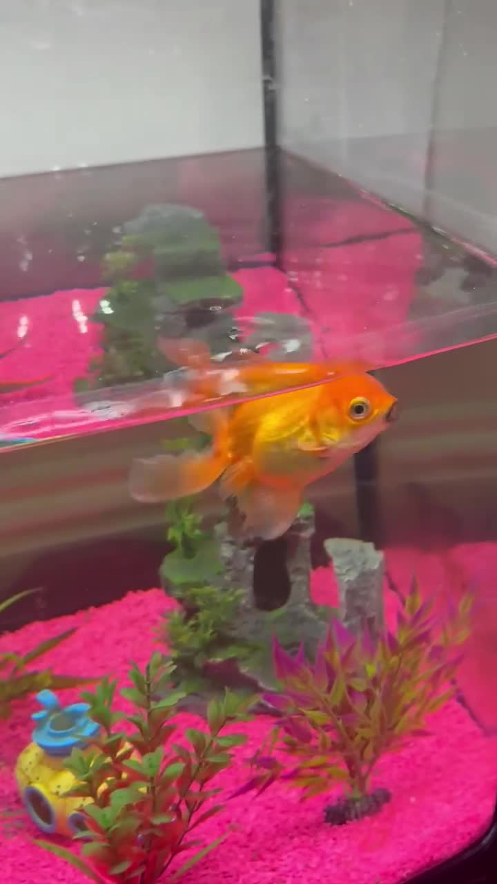 Fancy Goldfish fish for sale: Oranda goldfish in Liverpool - Video 1