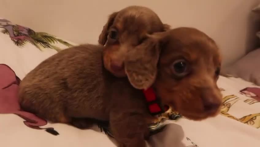 Miniature Dachshund dogs for sale: Last 2 blue&tan girls kc longhair mini dachshunds - Video 1