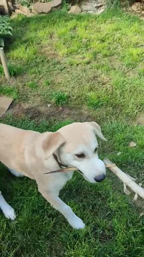 Labrador Retriever dogs for adoption: Lab cross rescue Troy for adoption  - Video 1