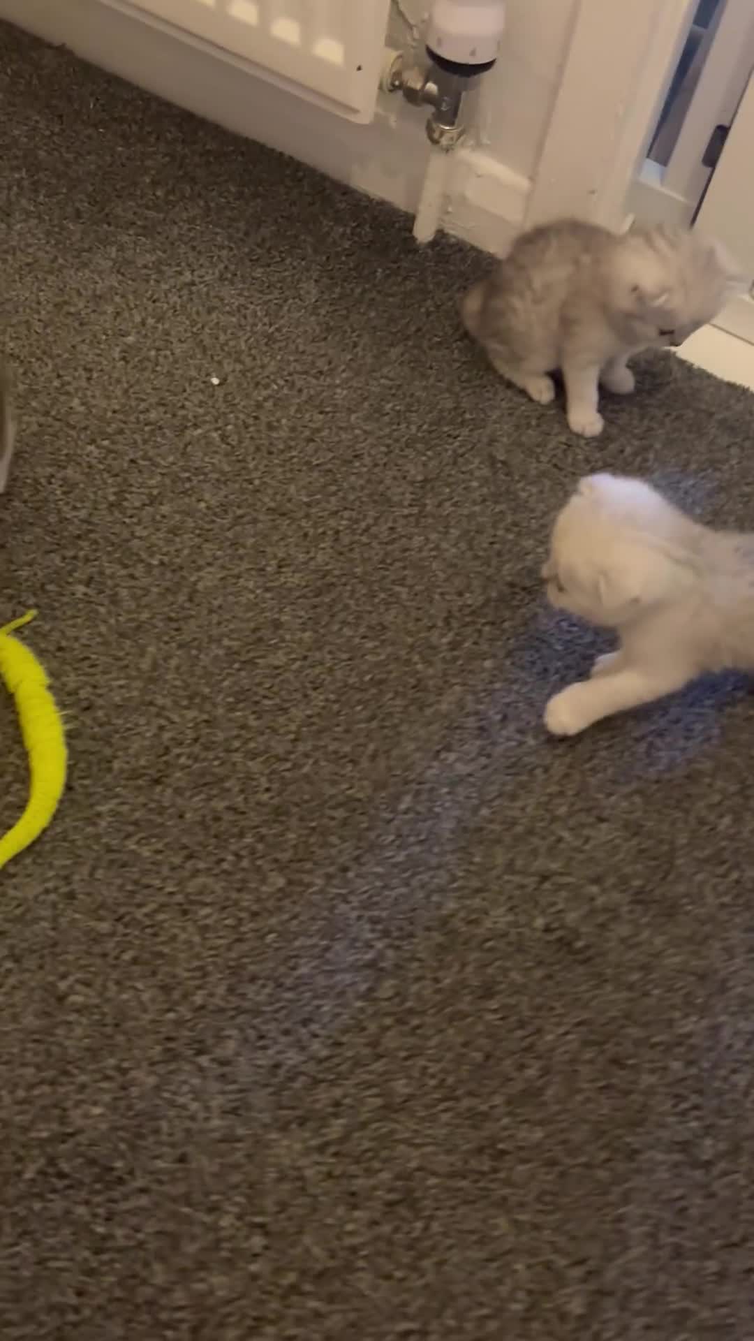 Scottish Fold cats for sale: Scottish fold kittens  in Swindon - Video 1