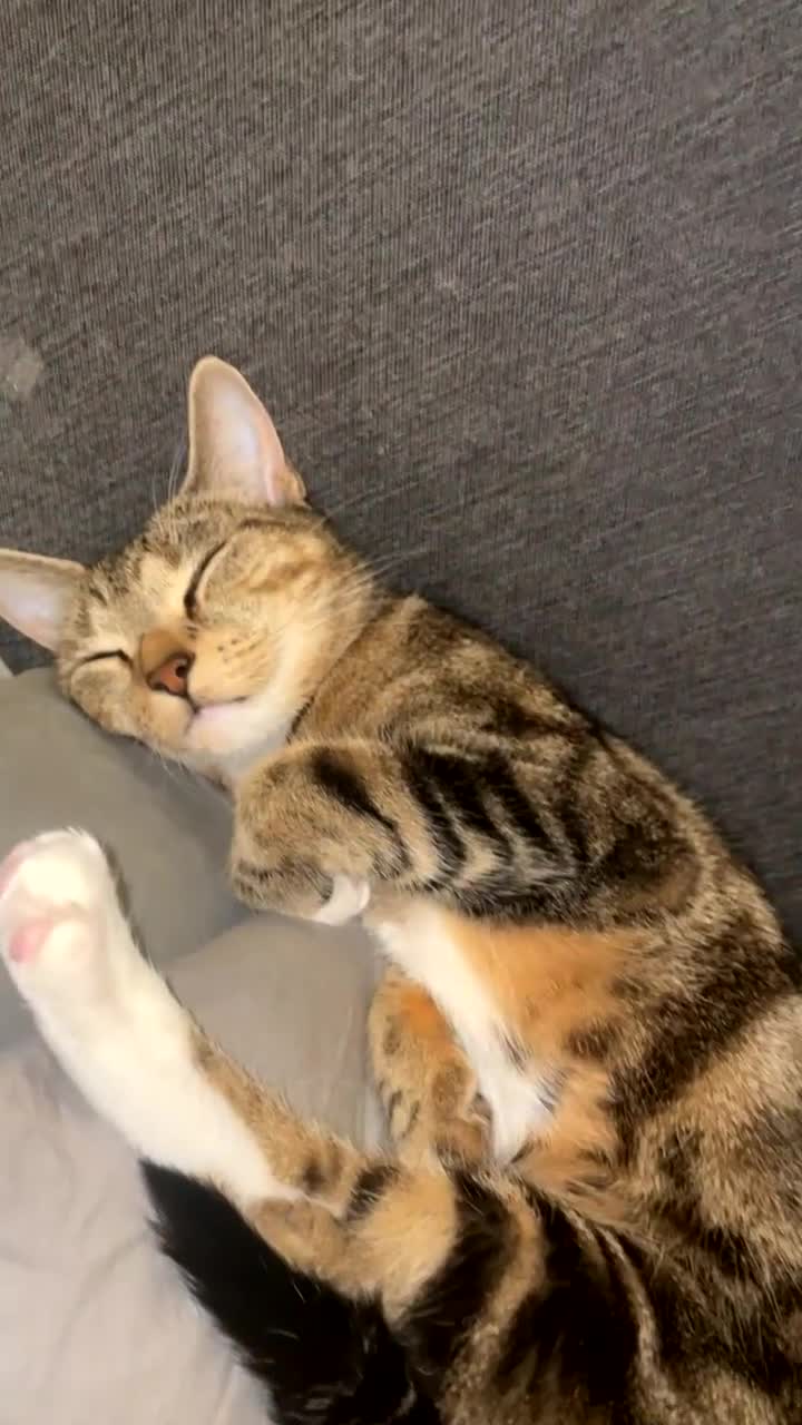 Domestic Shorthair cats for sale: Cat ready to be re-homed - Video 1