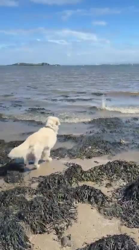 Golden Retriever dogs for stud: KC GOLDEN RETRIEVER ⭐️STUD⭐️ - Video 1