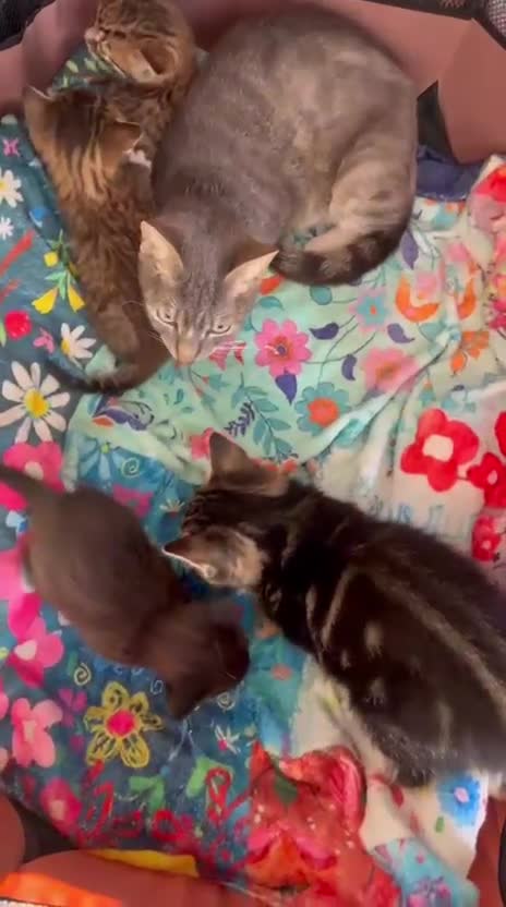 Mixed Breed cats for adoption: 3x rescue kittens need new home(s) in Hook - Video 3