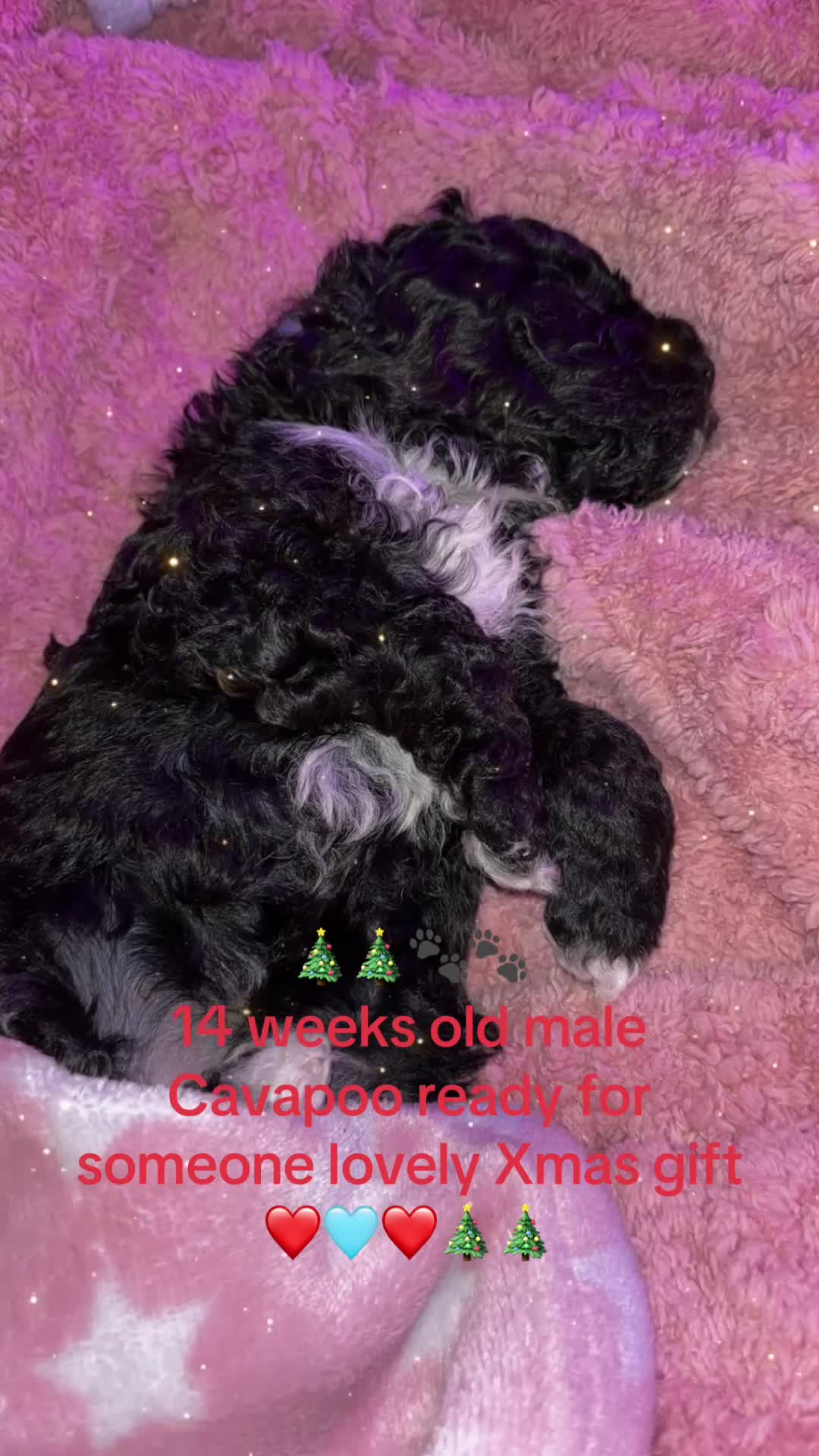 Cavapoo dogs for sale:  Cavapoo puppies  - Video 1