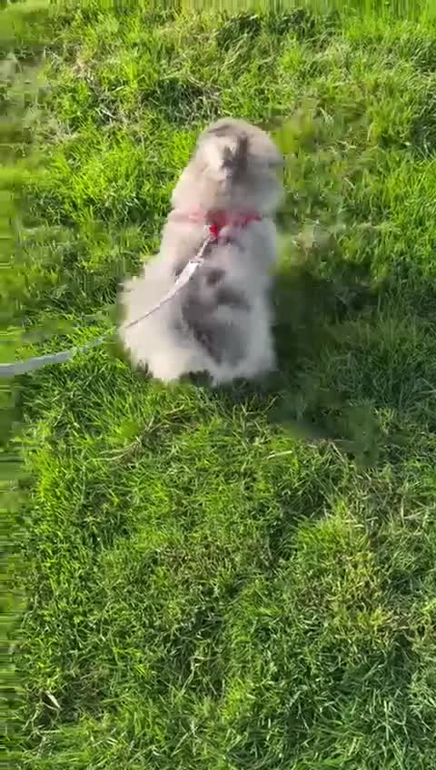 Pomsky dogs for sale: Pomeranian Merle Puppy one left  - Video 1
