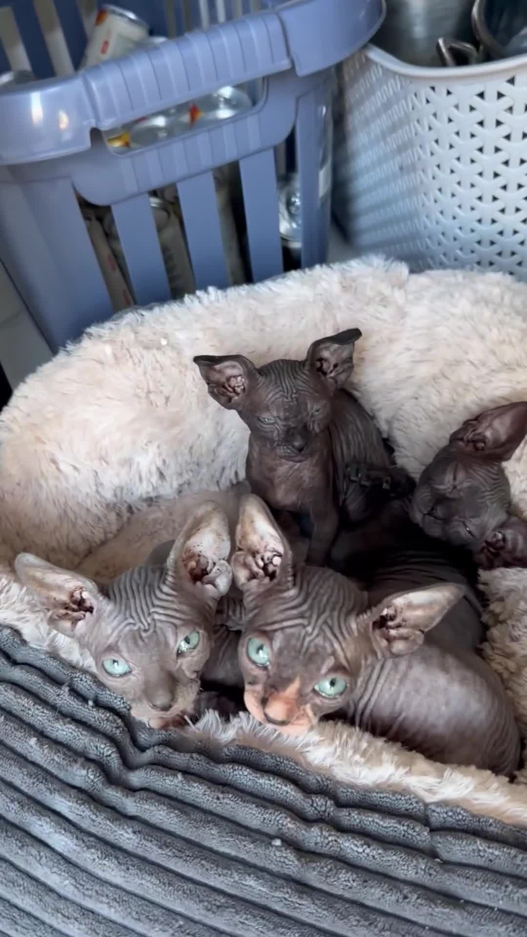 Sphynx cats for sale: 🐾 Beautiful Sphynx Kittens – Ready to Leave Now - Video 2