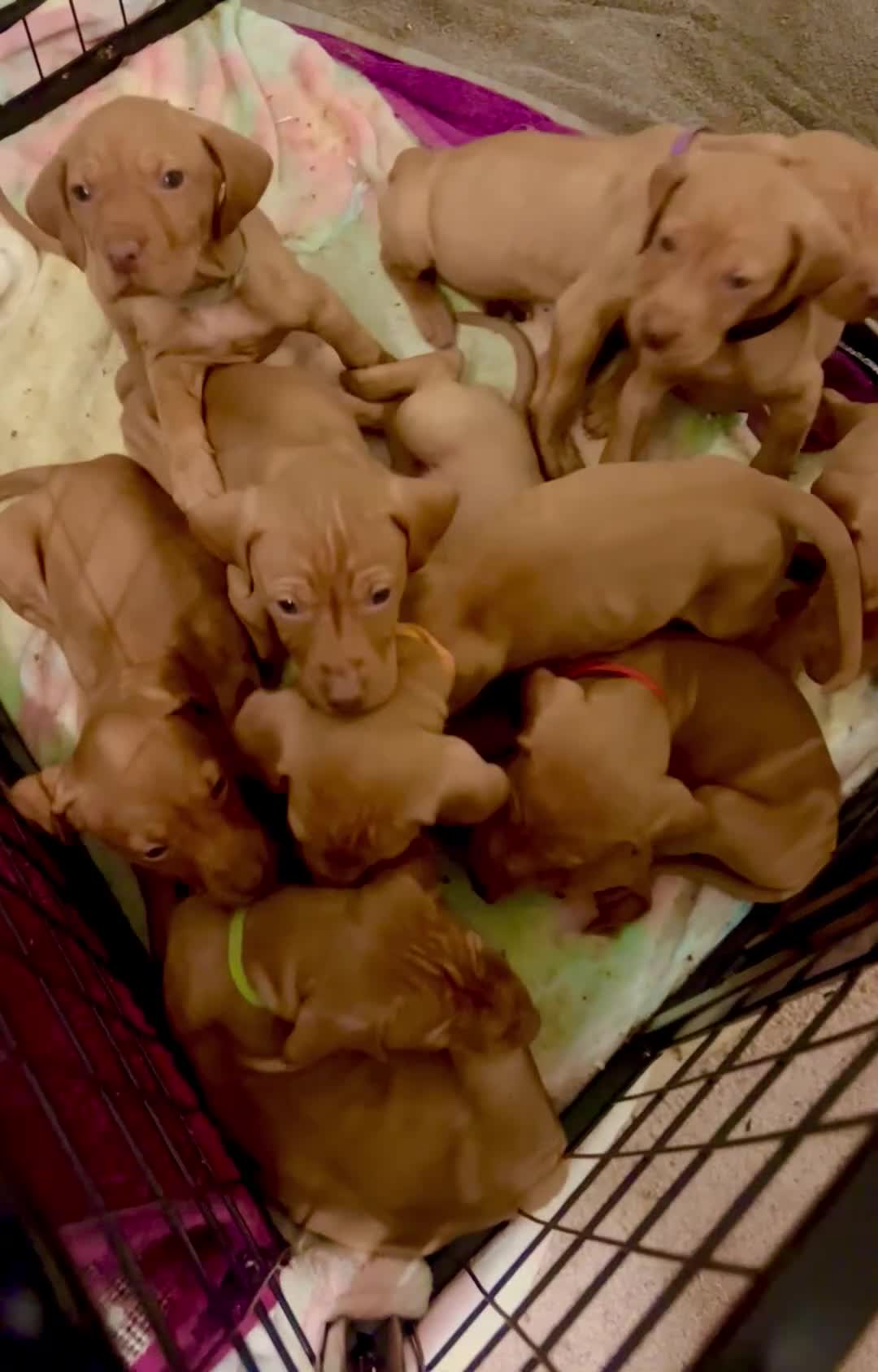 Hungarian Vizsla dogs for sale: Pedigree Hungarian Vizsla’s !! 🐶🐶 - Video 4