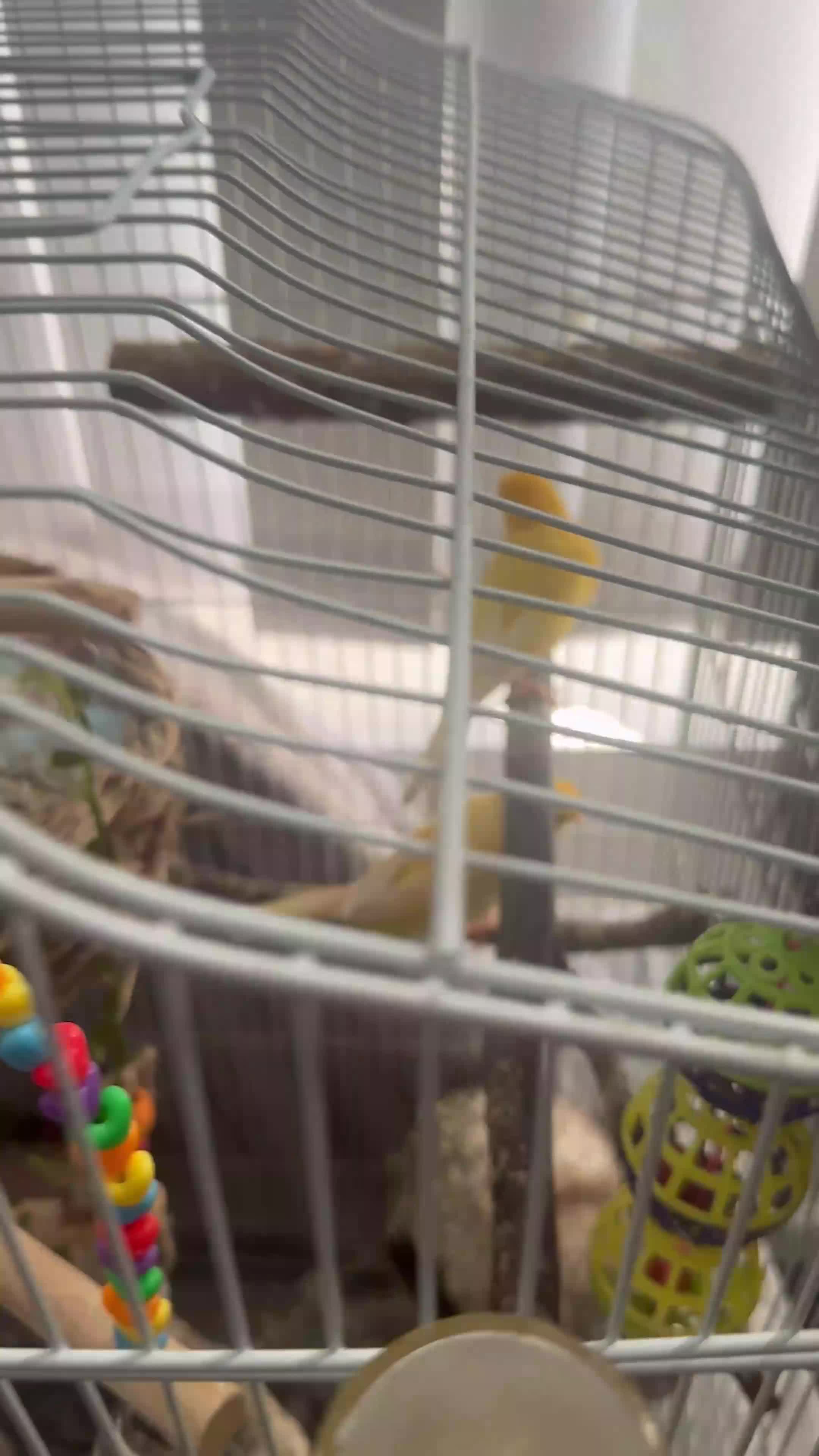 Canaries birds for sale: Connery - Video 1