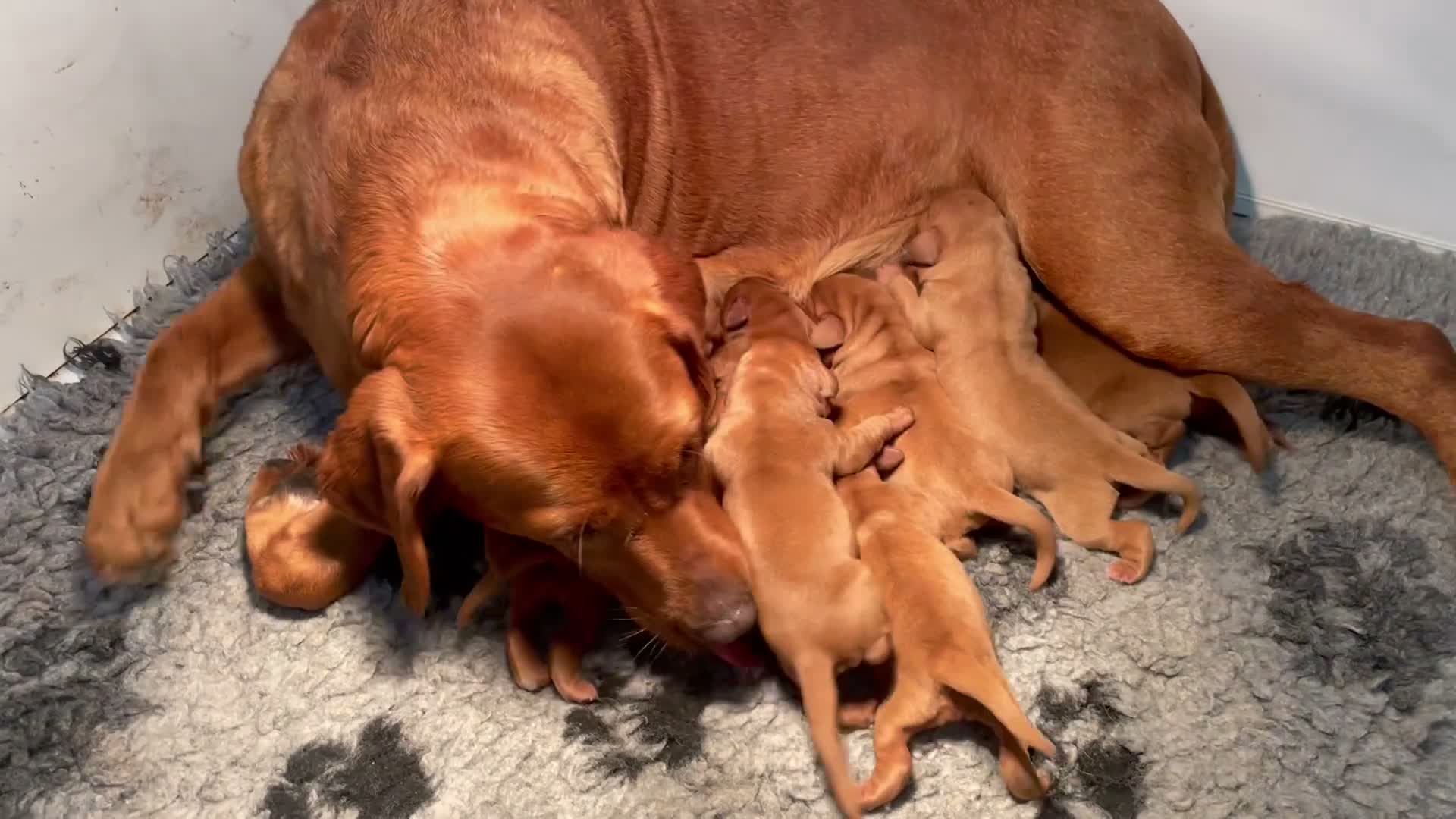 Labrador Retriever dogs for sale: Fox Red Labrador Puppies For Sale - Video 3