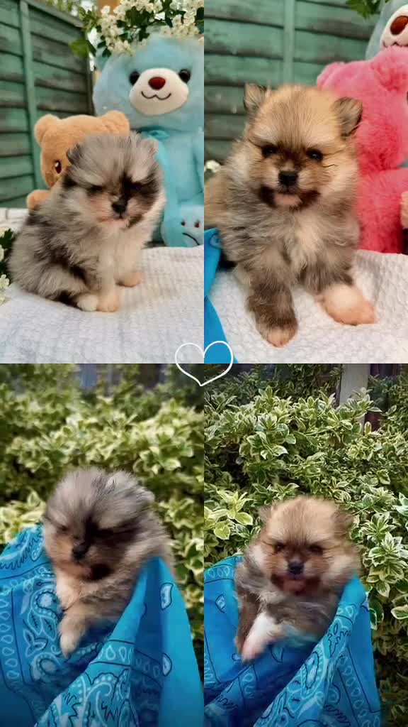 Pomeranian dogs for sale: Pomeranian Unique colour boys  - Video 1