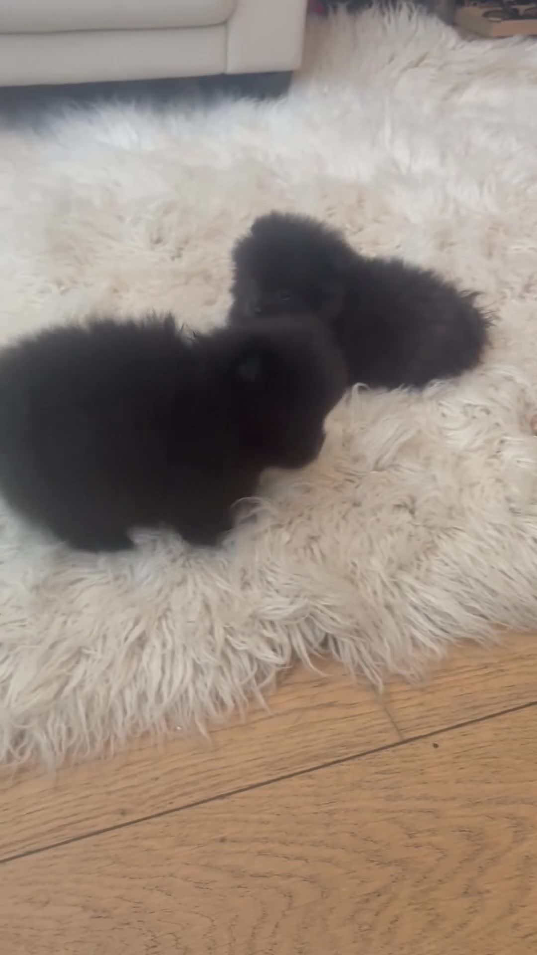 Pomeranian dogs for sale: Pomeranian  in Warrington - Video 1
