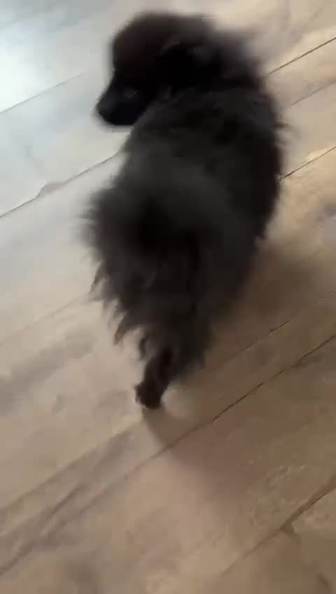 Pomeranian dogs for sale: Pomeranian puppy for sale - Video 2
