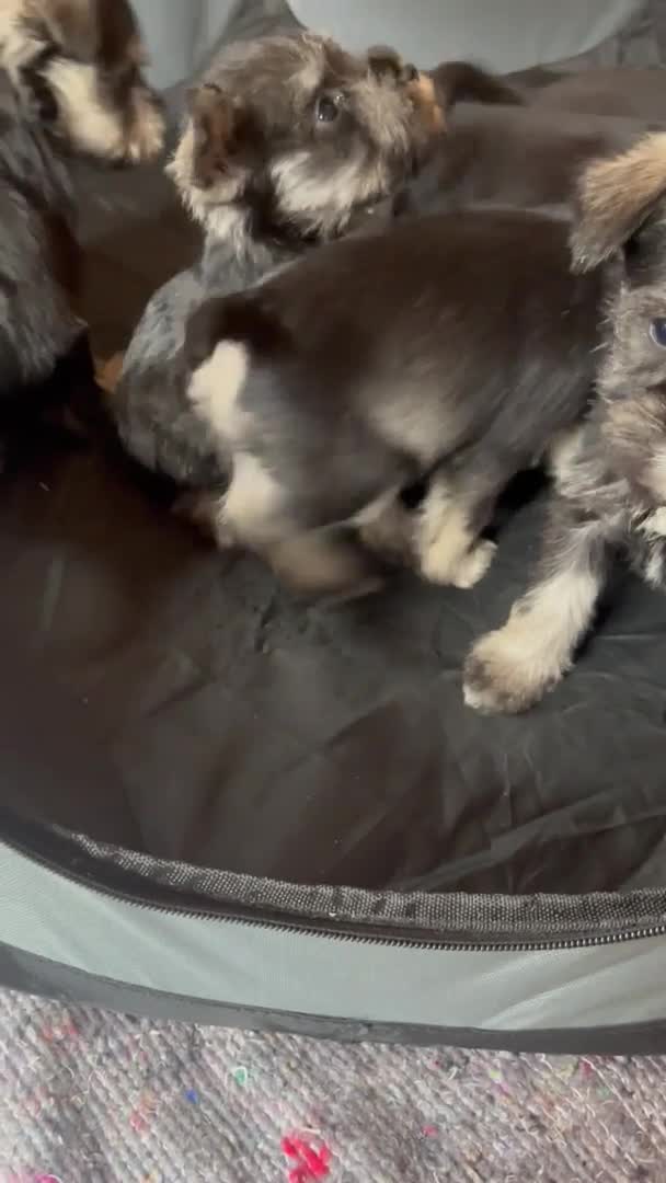 Miniature Schnauzer dogs for stud: Handsome black and silver Miniature Schnauzer  in Cambridge - Video 3