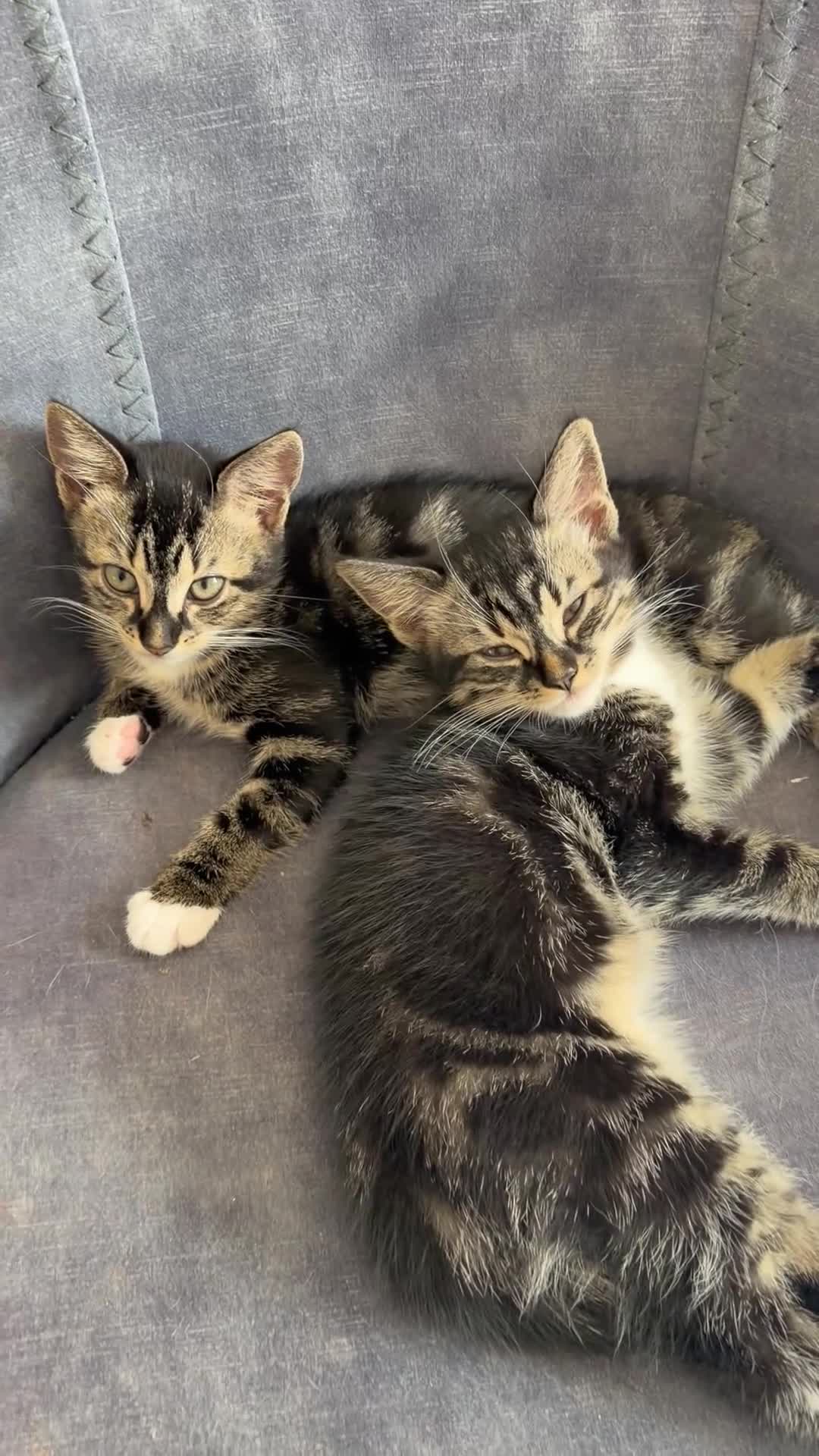 Mixed Breed cats for sale: 2 beautiful boys must be homed together  - Video 1