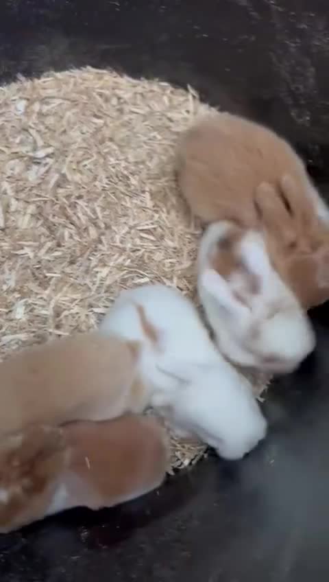 Mini Lop rabbits for sale: MINI LOP BUNNIES - PEDIGREE  - Video 3