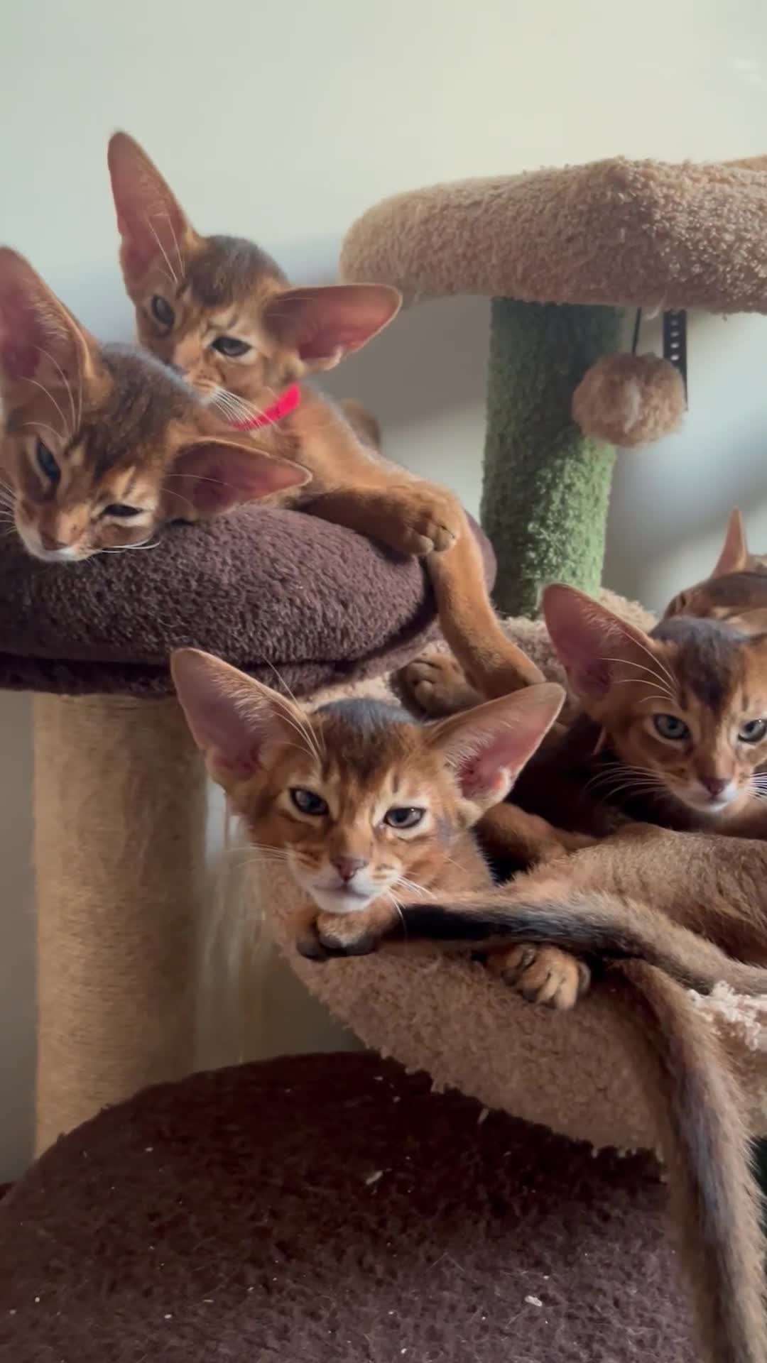 Abyssinian cats for sale: Beautiful Abyssinians kittens - Video 2