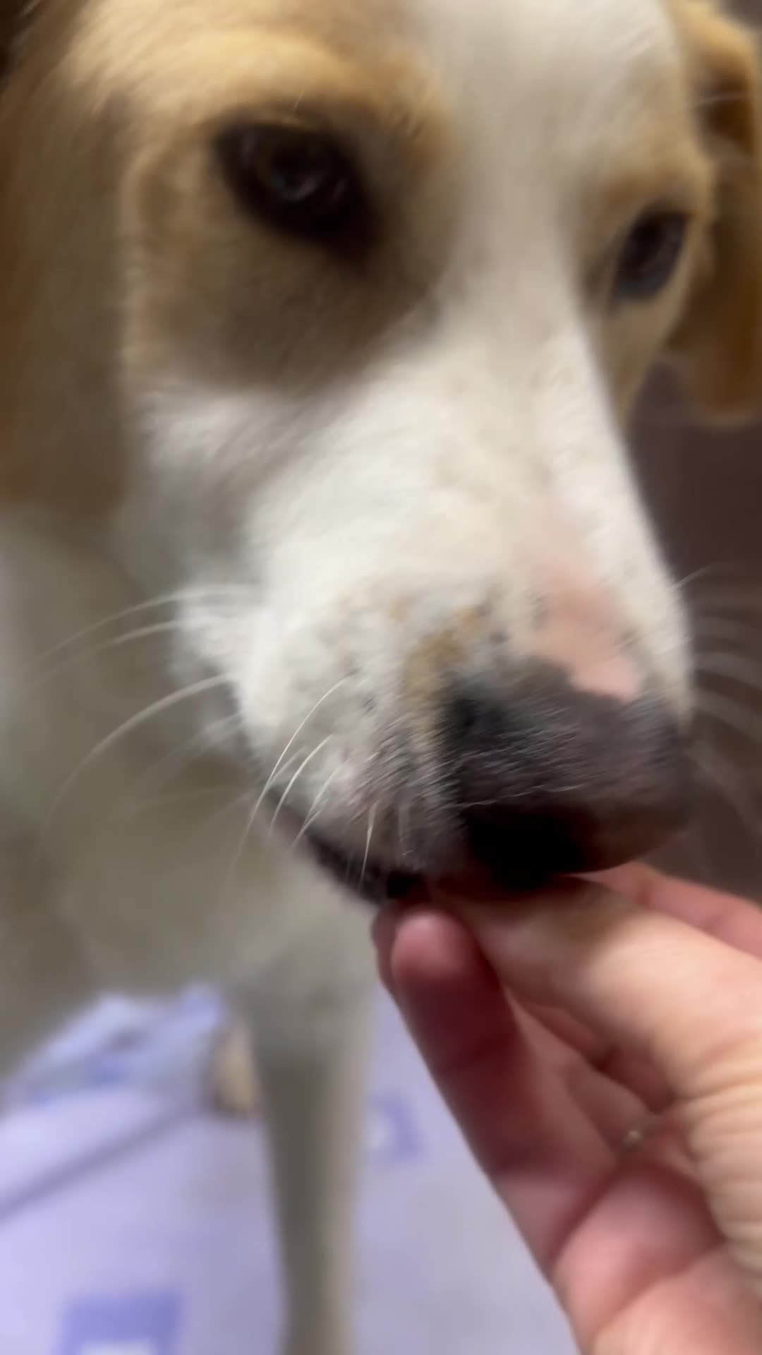 Mixed Breed dogs for adoption: 💙 Asher is Looking for love 🩵 🐾 - Video 1