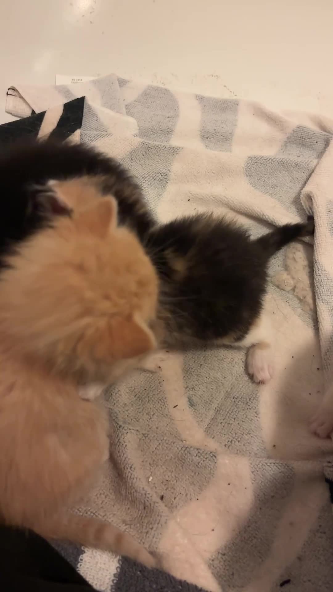 Ragdoll cats for sale: Half ragdoll kittens for sale  in Crediton - Video 1