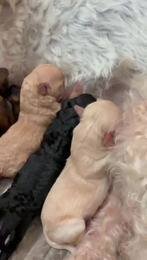 Cavachon dogs for sale:  🐶✨Cavapoochon Puppies ready to reserve 🐶✨ - Video 1