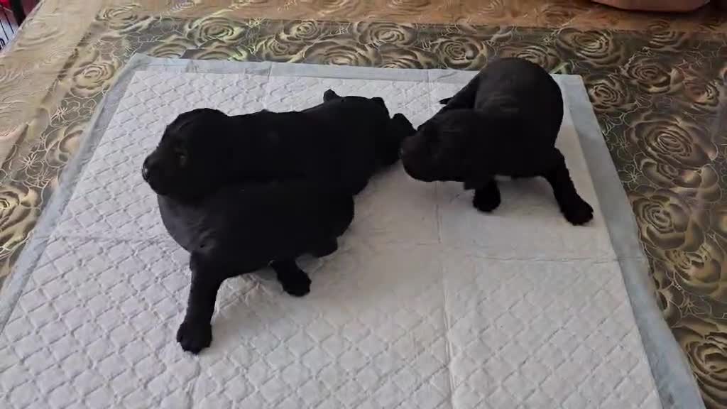 Sprocker dogs for sale: Cocker spaniel x english springer spaniel  in Leeds - Video 2