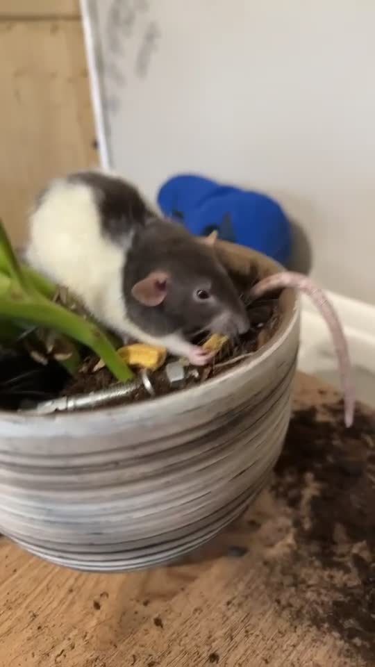 Rat rodents for sale: 4 rats and cage with accessories  in Loughborough - Video 1