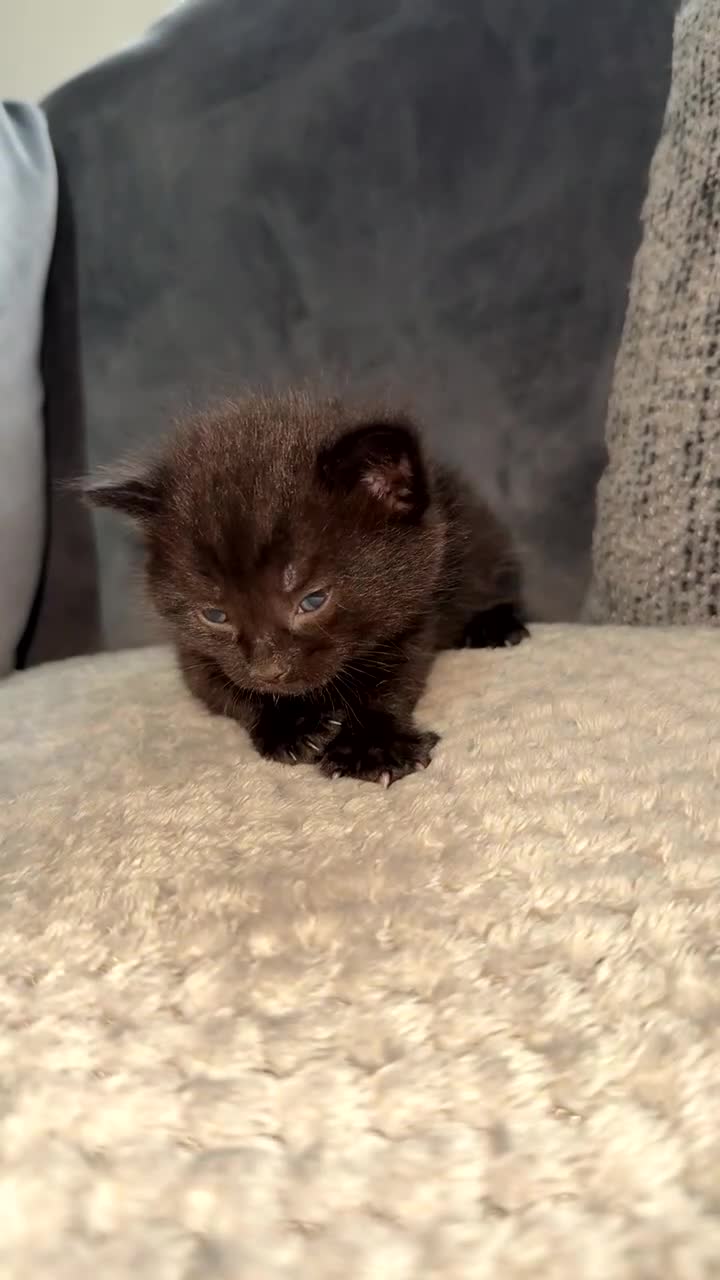 Mixed Breed cats for sale: BEAUTIFUL FLUFFY KITTENS *mixed breed*  - Video 2