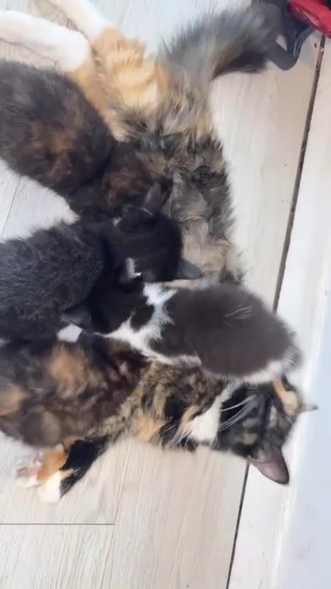 Persian cats for sale: Half Persian kittens for sale  - Video 1